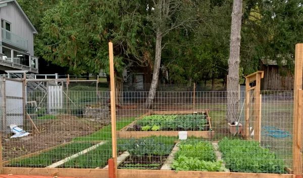Stone Wall & Vegetable Garden