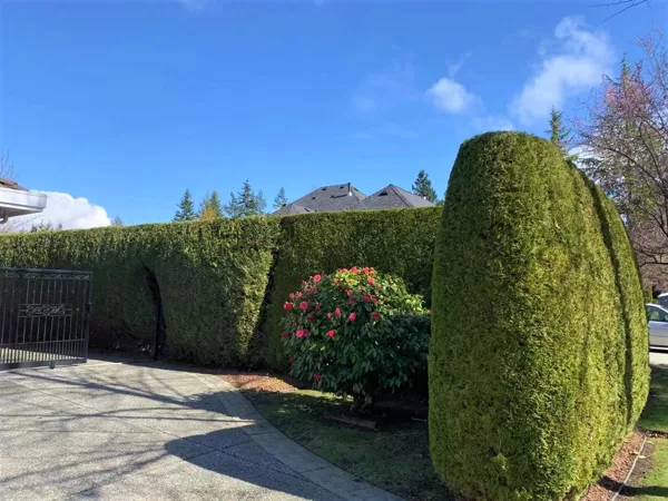草坪维护与树墙修剪
